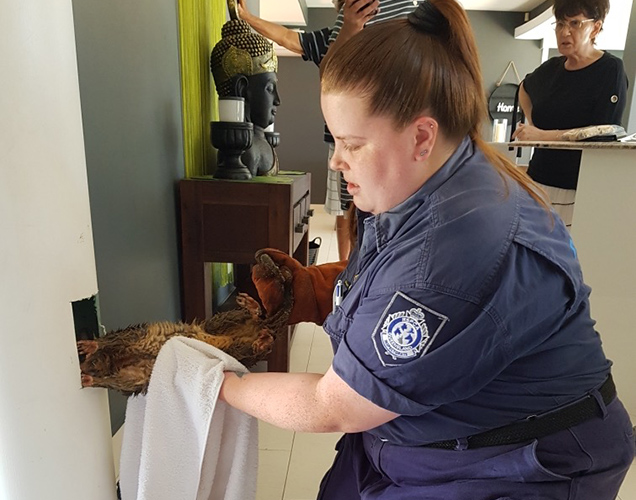 Rescuer removing the possum from the pole